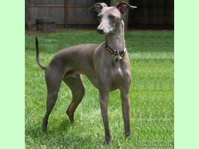 italian greyhound pret