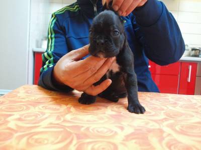 Vanzari caini de rasa Boxer German, vand catei boxer cu pedigree