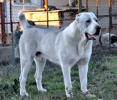 Poze Cu Caini Rasa Central Asia Shepherd Dog Anunturi Vanzare