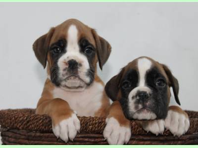 Vanzari caini de rasa Boxer German, Pui boxer galbeni