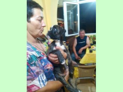 Vanzari caini de rasa Boxer German, pui boxer tigrat cu pedigree