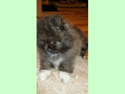 Vanzari caini de rasa Bichon Frise, pui POMERANIAN TOY BOO