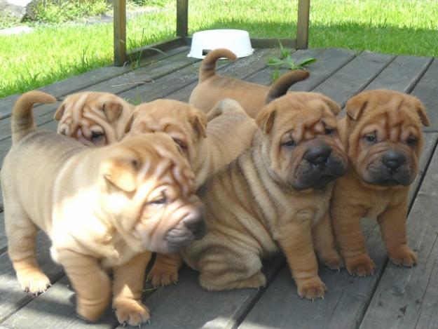 Poze Cu Caini Rasa Shar Pei Anunturi Vanzare Catei De Rasa