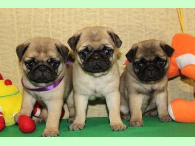 Vanzari caini de rasa Pug, pui mops pug