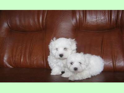 Vanzari caini de rasa Maltese, Puiuti BICHON MALTEZ, superbi !
