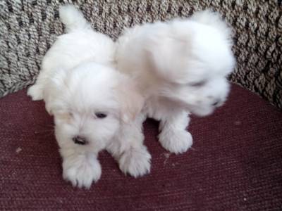 Vanzari caini de rasa Maltese, Vand Bichon Maltese 800 ron !!!