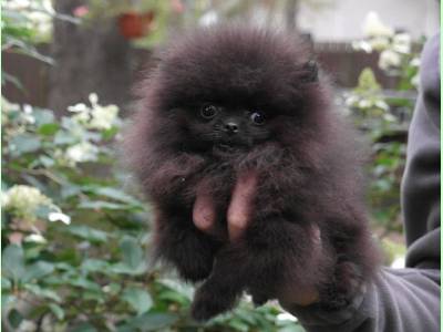 Vanzari caini de rasa Yorkshire Terrier, pui POMERANIAN EXTRA MINI BOO SUPER CALITATE