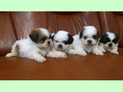 Vanzari caini de rasa Shih-Tzu, Puiuți SHIH TZU mascul și femelă, alb-negru.