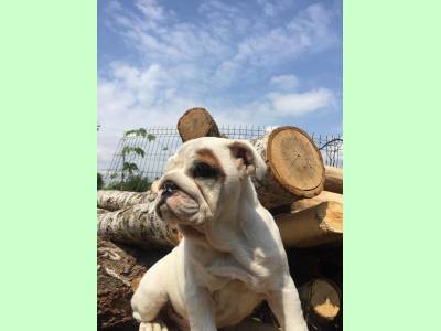 Vanzari caini de rasa Bulldog, bulldog englez calitate super oferta !!!
