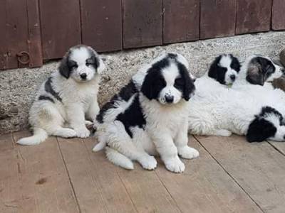 Vanzari caini de rasa Ciobanesc Romanesc Carpatin, Pui ciobanesti românești de bucovina