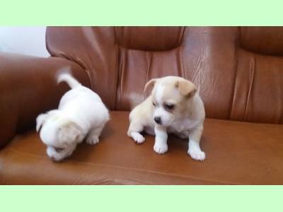 Vanzari caini de rasa Chihuahua, Puiuti CHIHUAHUA, superbi !