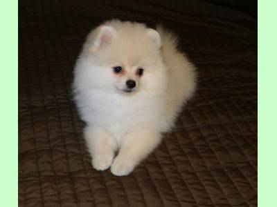 Vanzari caini de rasa Yorkshire Terrier, pui POMERANIAN TOY