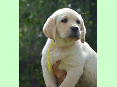 Vanzari caini de rasa Labrador Retriever, Catelusi Labrador superbi disponibili, cu Pedigr