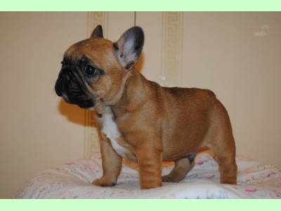 Vanzari caini de rasa Bulldog Francez, bulldog francez super calitate