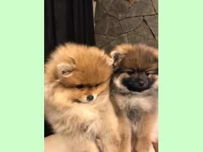 Vanzari caini de rasa Yorkshire Terrier, pui pomeranian mini super oferta !!!
