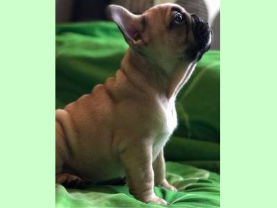 Vanzari caini de rasa Bulldog Francez, vand pui Bulldog Francez