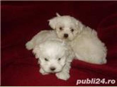 Vanzari caini de rasa Maltese, Vand Bichon Maltese 700 ron !!!