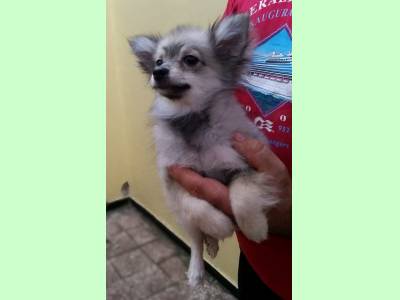 Vanzari caini de rasa German Spitz, vand pui Pomeranian