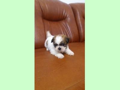 Vanzari caini de rasa Shih-Tzu, Femela SHIH TZU deosebita.