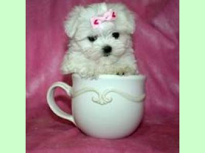 Vanzari caini de rasa Neprecizata, Pui Bichon Maltese