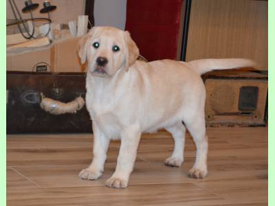 Vanzari caini de rasa Labrador Retriever, Catei Labrador galbeni de calitate cu Pedigree !