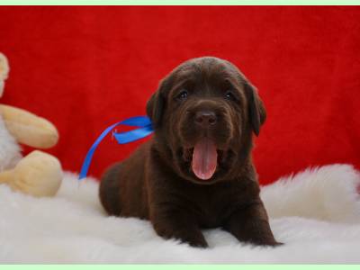 Vanzari caini de rasa Labrador Retriever, Canisa facem rezervari pentru catei Labrador cio