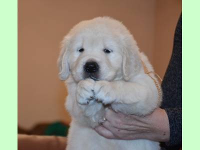 Vanzari caini de rasa Golden Retriever, catei Golden Retriever superbi, cu Pedigree valoro
