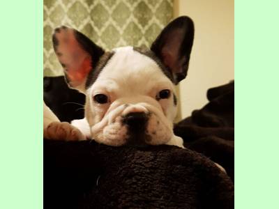 Vanzari caini de rasa Bulldog Francez, vand pui Bulldog Francez