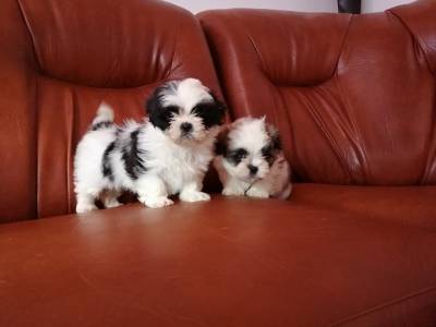 Vanzari caini de rasa Shih-Tzu, Puiuți SHIH TZU foarte frumoși și jucăuși !