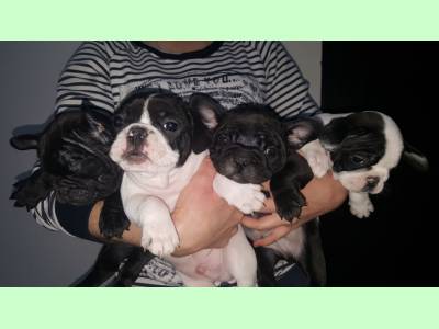 Vanzari caini de rasa Bulldog Francez, vand pui Bulldog Francez