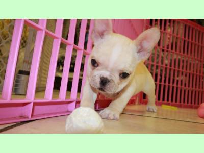 Vanzari caini de rasa Bulldog Francez, Adorabil pui de bulldog francez pentru adoptare