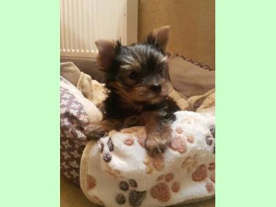 Vanzari caini de rasa Yorkshire Terrier, vand pui Yorkshire terrier toy