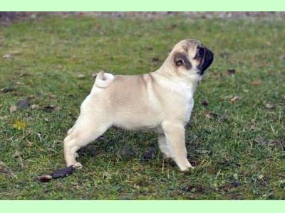 Vanzari caini de rasa Pug, PUI PUG MOPS CU PEDIGREE