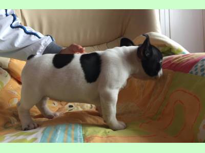 Vanzari caini de rasa Bulldog Francez, vand pui Bulldog Francez