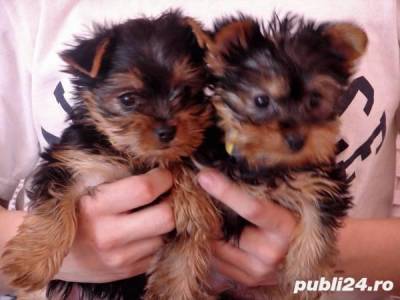 Vanzari caini de rasa Yorkshire Terrier, vand pui Yorkshire terrier toy