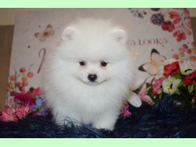 Vanzari caini de rasa German Spitz, vand pui Pomeranian