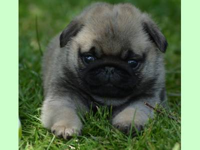 Vanzari caini de rasa Pug, Pui pug mops cu pedigree