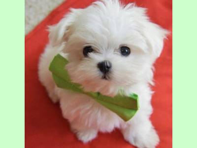 Vanzari caini de rasa Bichon Frise, Vand pui bichon maltez albi 500 ron