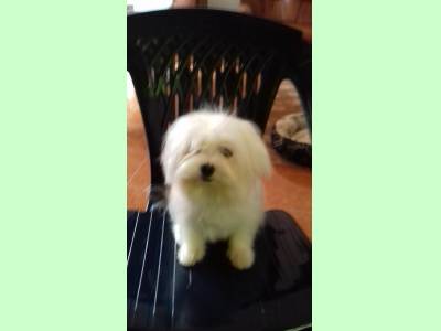 Vanzari caini de rasa Maltese, Pui BICHON MALTEZ, un băiețel superb !