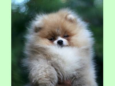 Vanzari caini de rasa German Spitz, Pomeranian pui cu pedigree