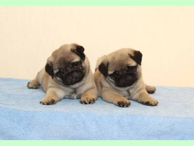 Vanzari caini de rasa Pug, Pui pug mops cu pedigree