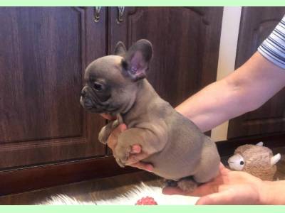 Vanzari caini de rasa Bulldog Francez, vand pui Bulldog Francez