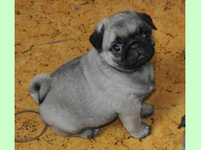 Vanzari caini de rasa Pug, Pui pug mops cu pedigree