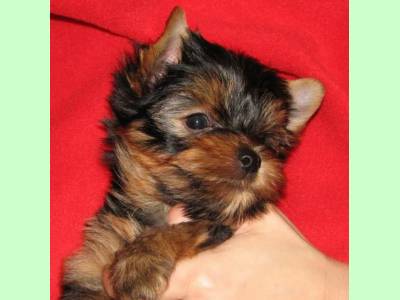 Vanzari caini de rasa Yorkshire Terrier, vand pui Yorkshire terrier toy