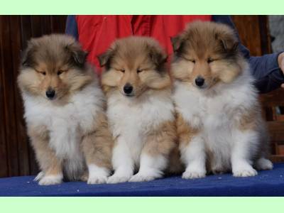 Vanzari caini de rasa Collie Rough, Vand Pui Collie Rough (Lassie)