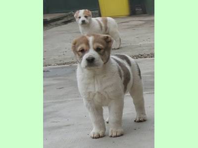 Vanzari caini de rasa Central Asia Shepherd Dog, Vând căței de Asia Centrală