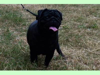 Diverse caini de rasa Pug, donez femela pug