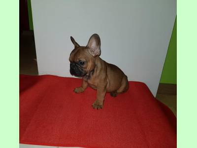Vanzari caini de rasa Bulldog Francez, vand pui Bulldog Francez