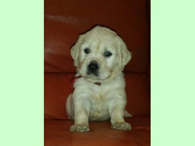 Vanzari caini de rasa Golden Retriever, Vand pui de Golden Retriever cu pedigree