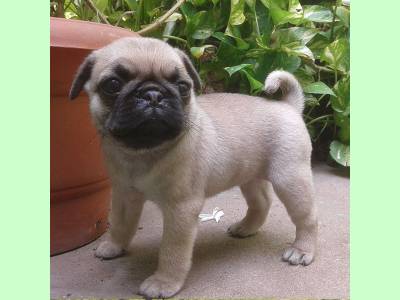 Vanzari caini de rasa Pug, Puii de Mops adorabili